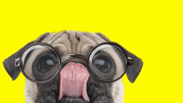 Die 10 beliebtesten Tieraccounts auf Instagram